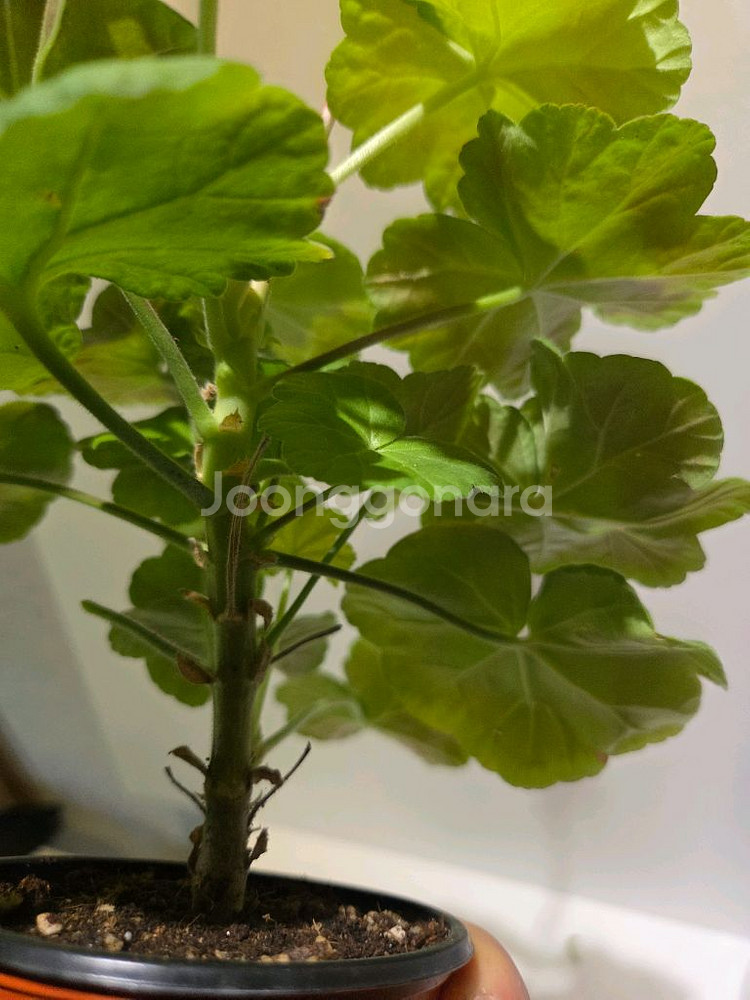 비비허그(애기제라님)K제라늄--3