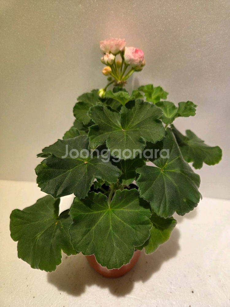 안나자넷 제라늄--0