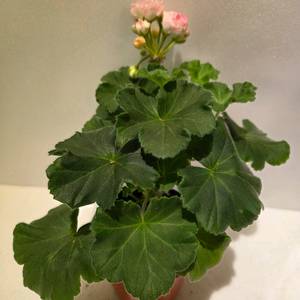 안나자넷 제라늄