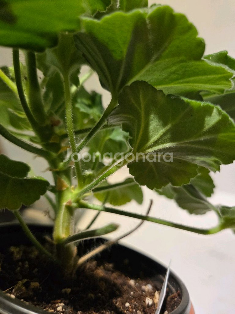 안나자넷 제라늄--2