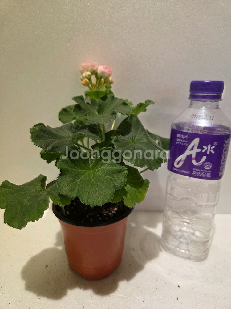 안나자넷 제라늄--1