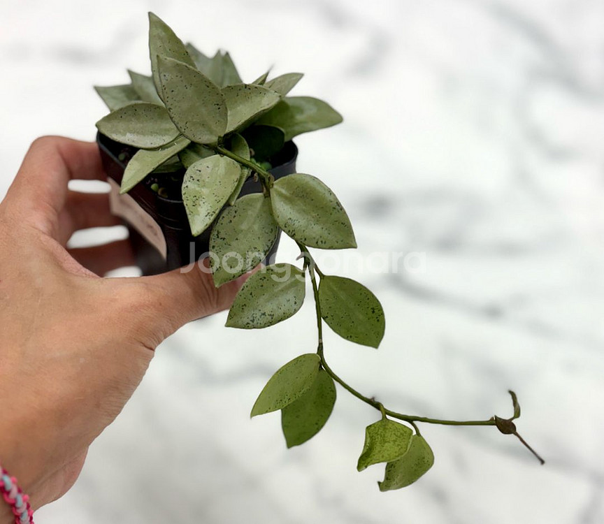 호야 라쿠노사 실버민트--1