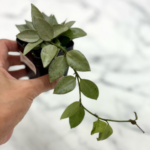 호야 라쿠노사 실버민트