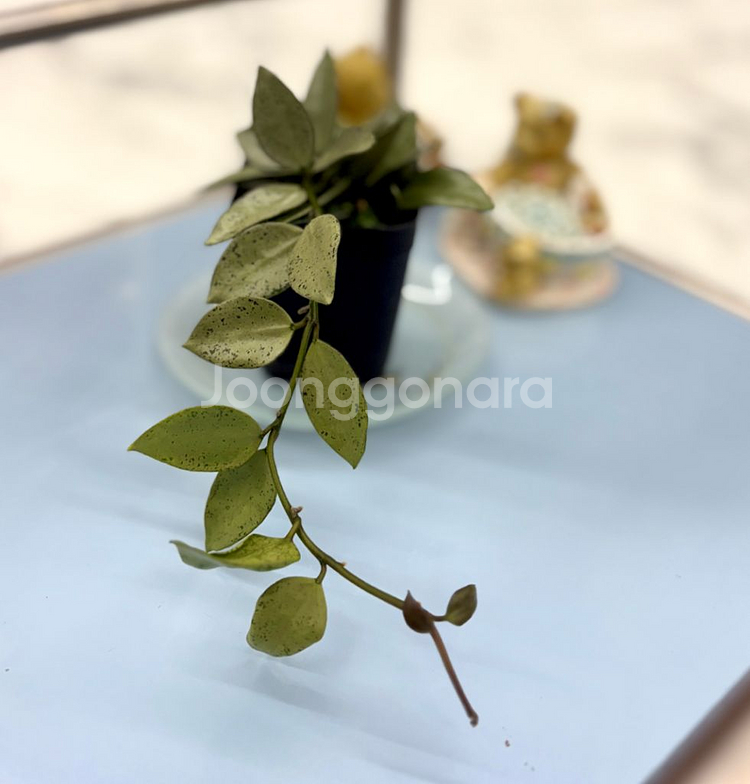 호야 라쿠노사 실버민트--3