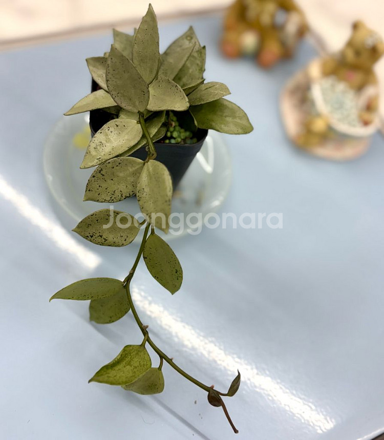 호야 라쿠노사 실버민트--2