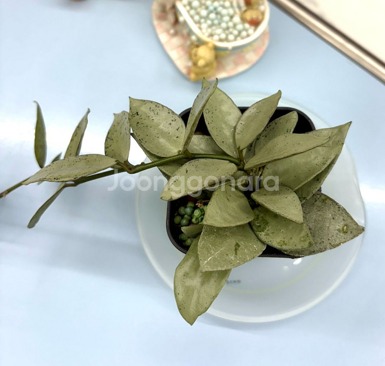 호야 라쿠노사 실버민트--5