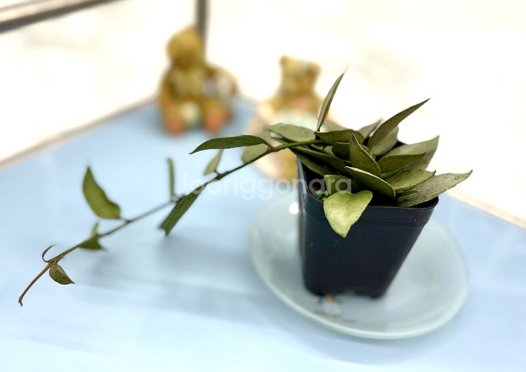 호야 라쿠노사 실버민트--4