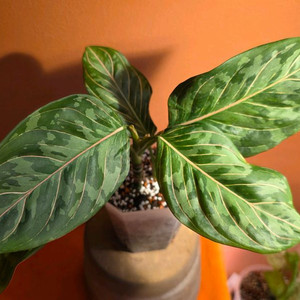 아글라오네마 로툰덤 x 픽텀트리컬러 하이브리드