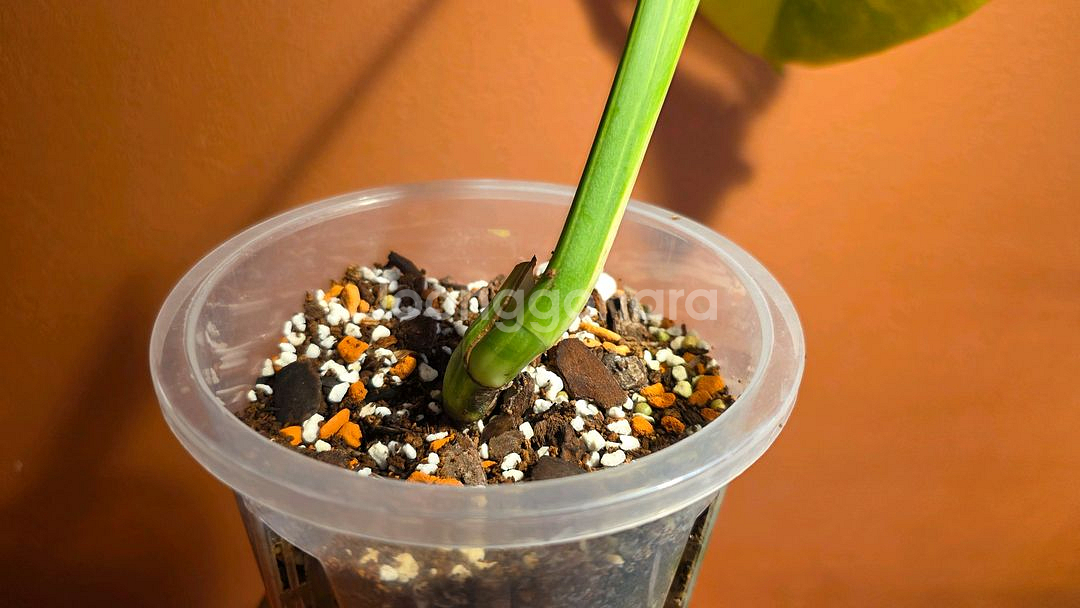 몬스테라 옐로우 보르시지아나--3