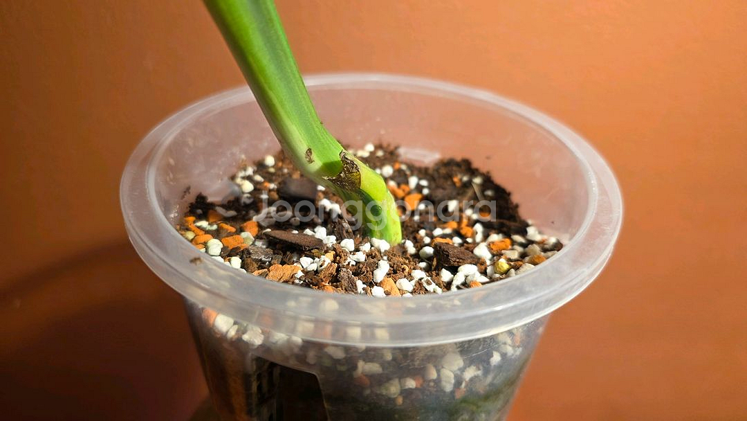 몬스테라 옐로우 보르시지아나--2