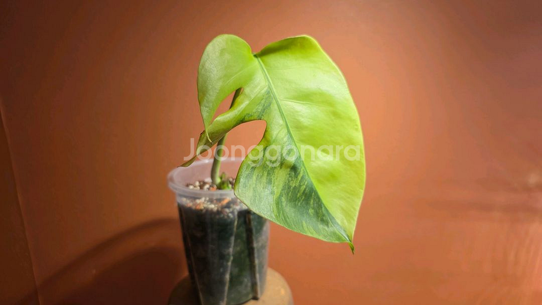 몬스테라 옐로우 보르시지아나--0