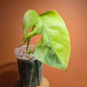 몬스테라 옐로우 보르시지아나