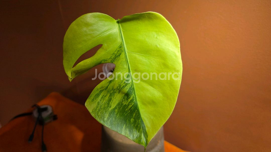 몬스테라 옐로우 보르시지아나--1
