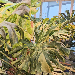 몬스테라 크림브륄레