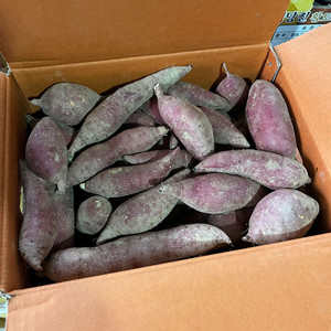 당진 호박고구마 10kg