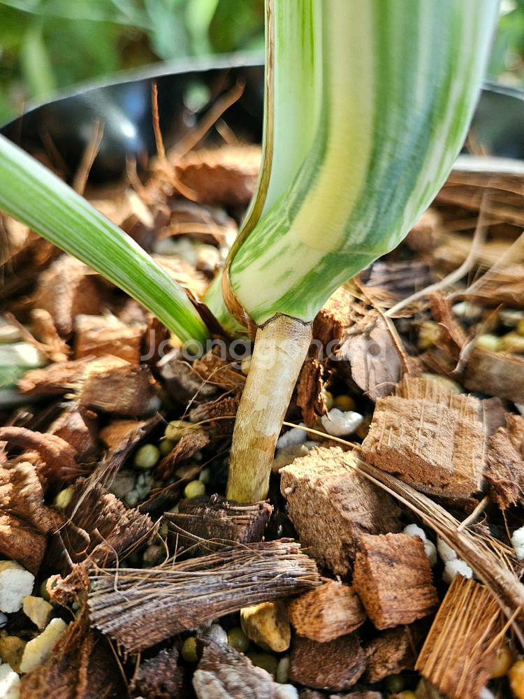 몬스테라 알보 보르시지아나--8