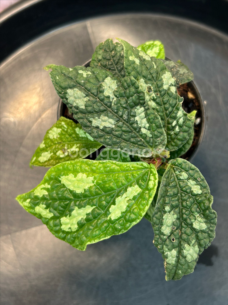 엘라토스템마sp. 정글식물--0