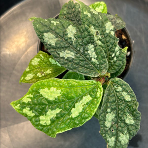 엘라토스템마sp. 정글식물