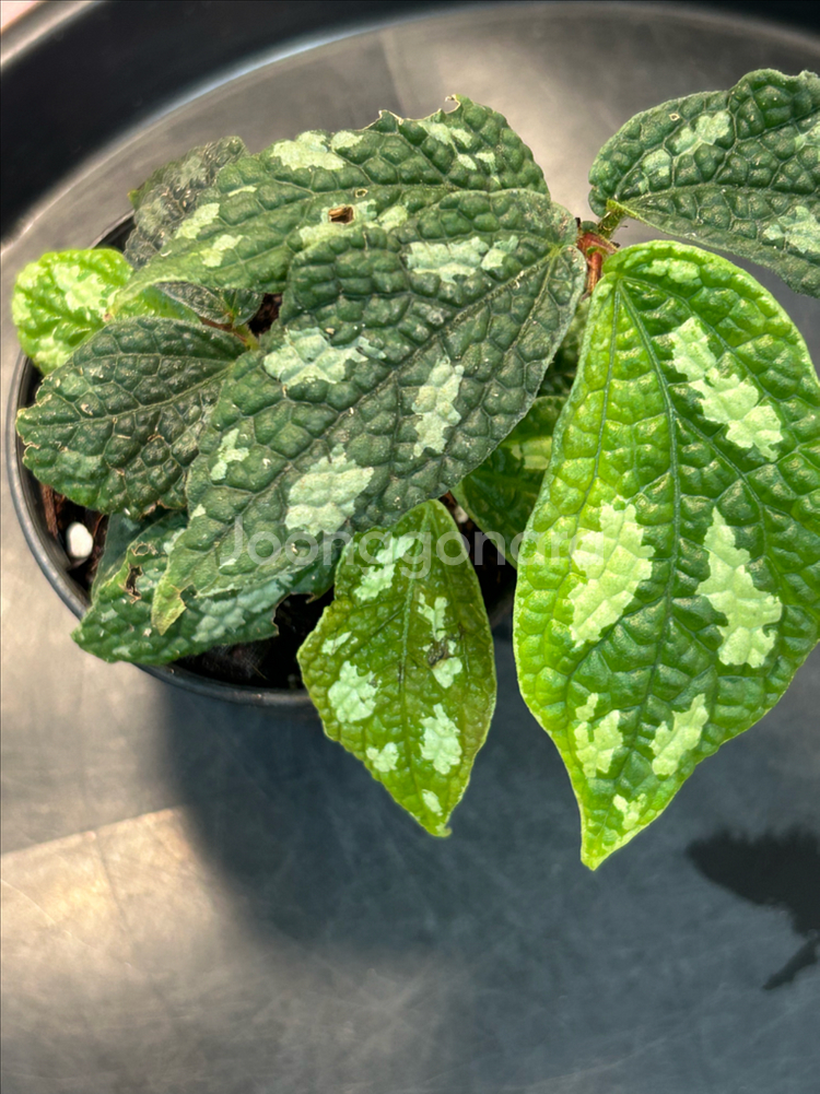 엘라토스템마sp. 정글식물--1