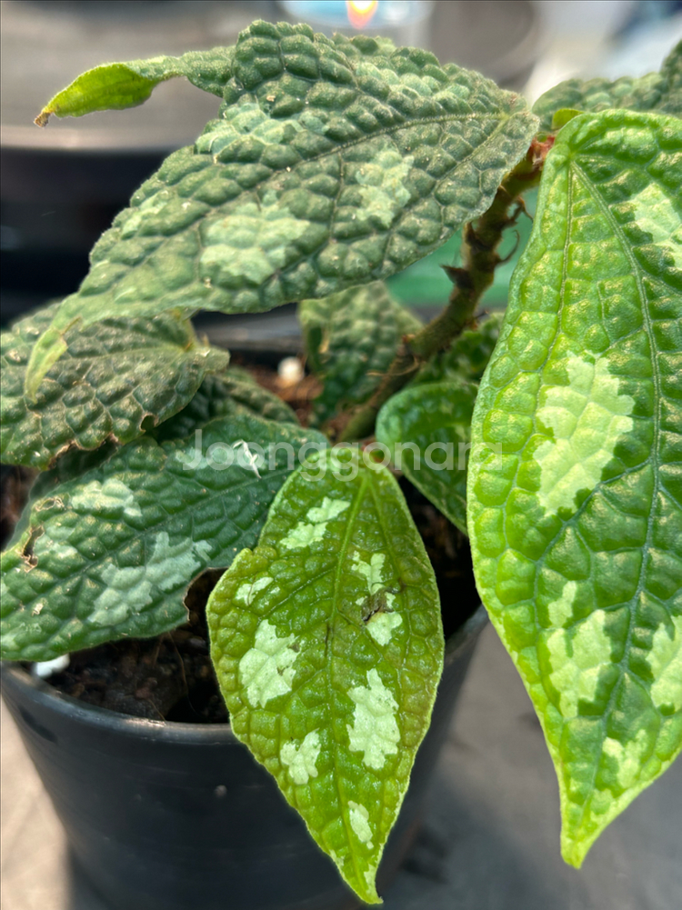 엘라토스템마sp. 정글식물--2