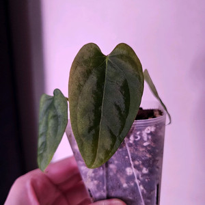 안스리움 파필RA6x도리토스