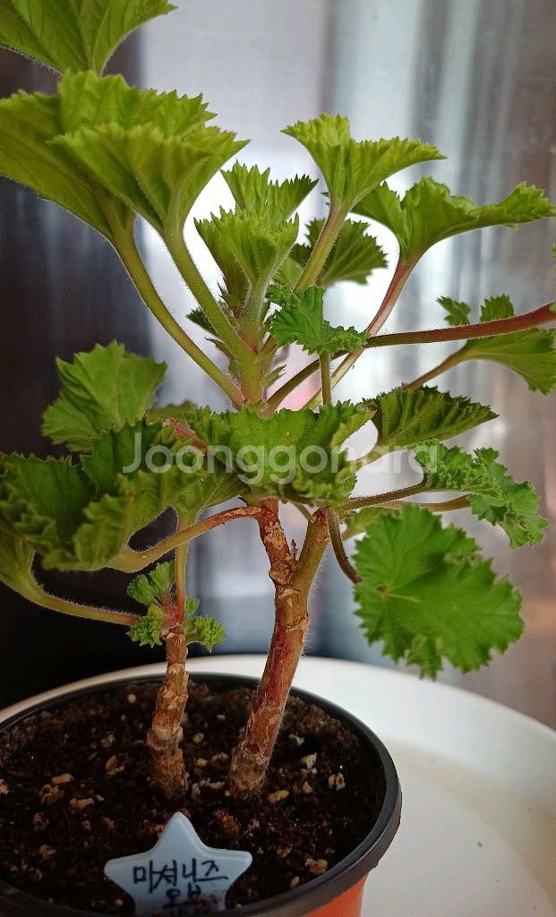 리갈제라늄 마셔니 오브 뷰트--0