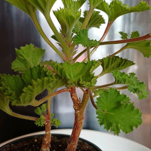 리갈제라늄 마셔니 오브 뷰트