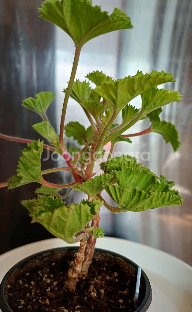 리갈제라늄 마셔니 오브 뷰트--1