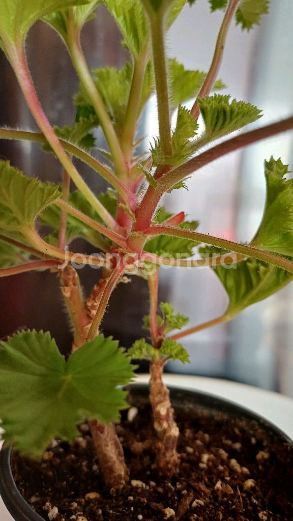 리갈제라늄 마셔니 오브 뷰트--3