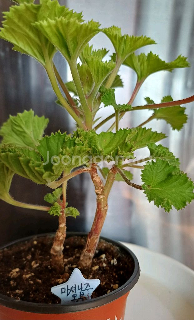 리갈제라늄 마셔니 오브 뷰트--4