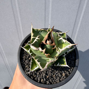 아가베티타노타 사드 판매합니다