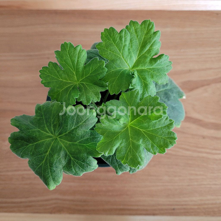 제라늄 분양 택포--0