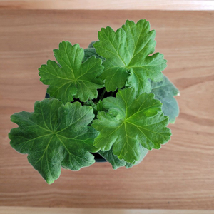 제라늄 분양 택포