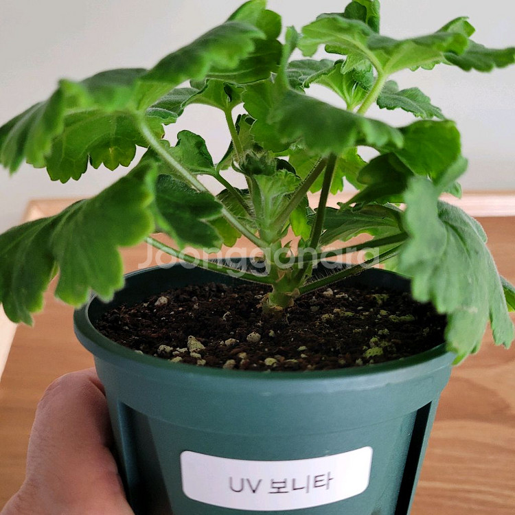 제라늄 분양 택포--1