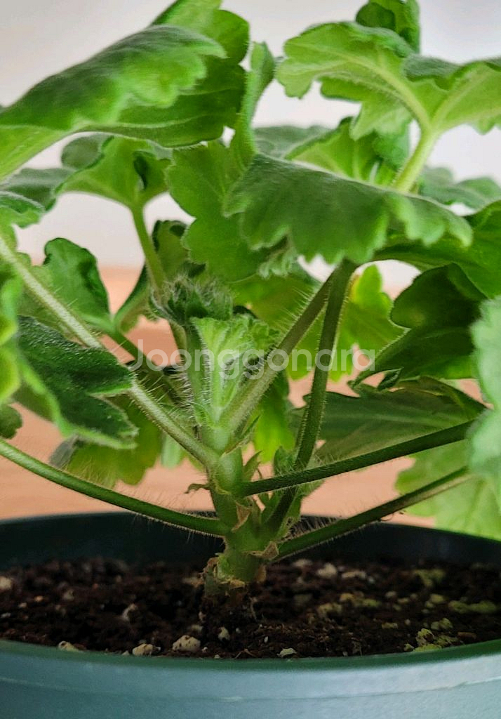 제라늄 분양 택포--2