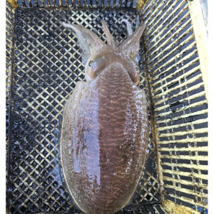 마루이카 EX LC AGS 삽니다