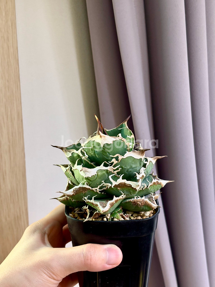 아가베 유성(Meteor)(코덱스, 아프리카 식물)--0