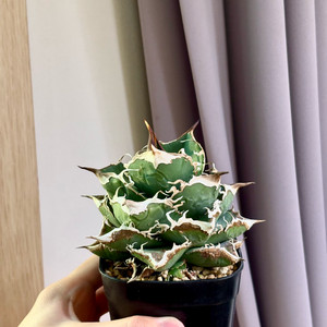 아가베 유성(Meteor)(코덱스, 아프리카 식물)