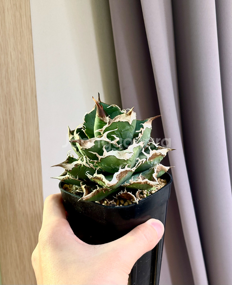 아가베 유성(Meteor)(코덱스, 아프리카 식물)--1