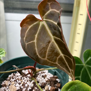 안스리움 크리스탈리넘 다크폼