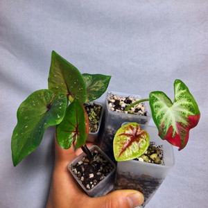 칼라디움 4종 세트