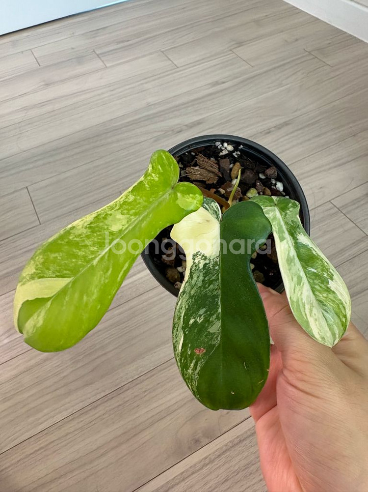 필로덴드론 플로리다 뷰티 바리에가타--0