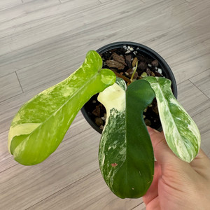 필로덴드론 플로리다 뷰티 바리에가타