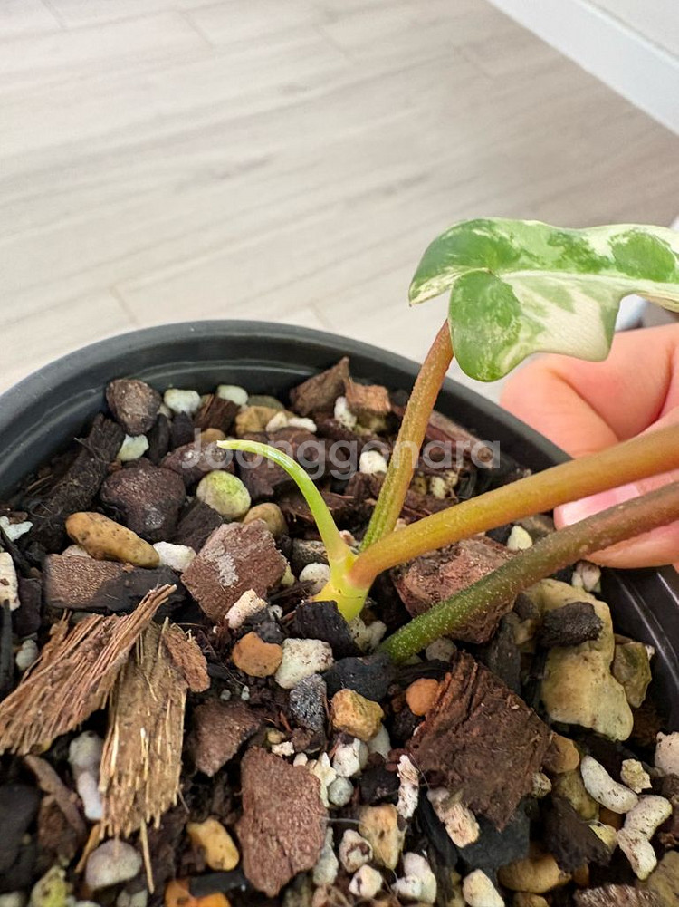 필로덴드론 플로리다 뷰티 바리에가타--1