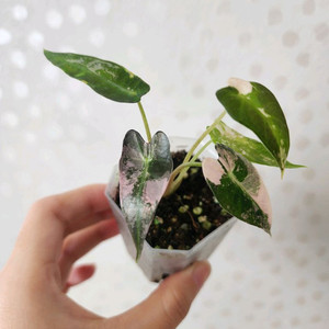 알로카시아 밤비노 핑크 바리에가타