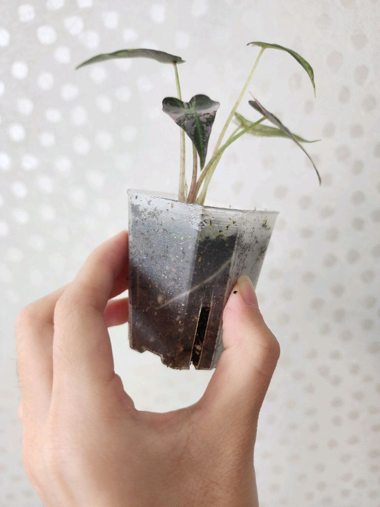 알로카시아 밤비노 핑크 바리에가타--1