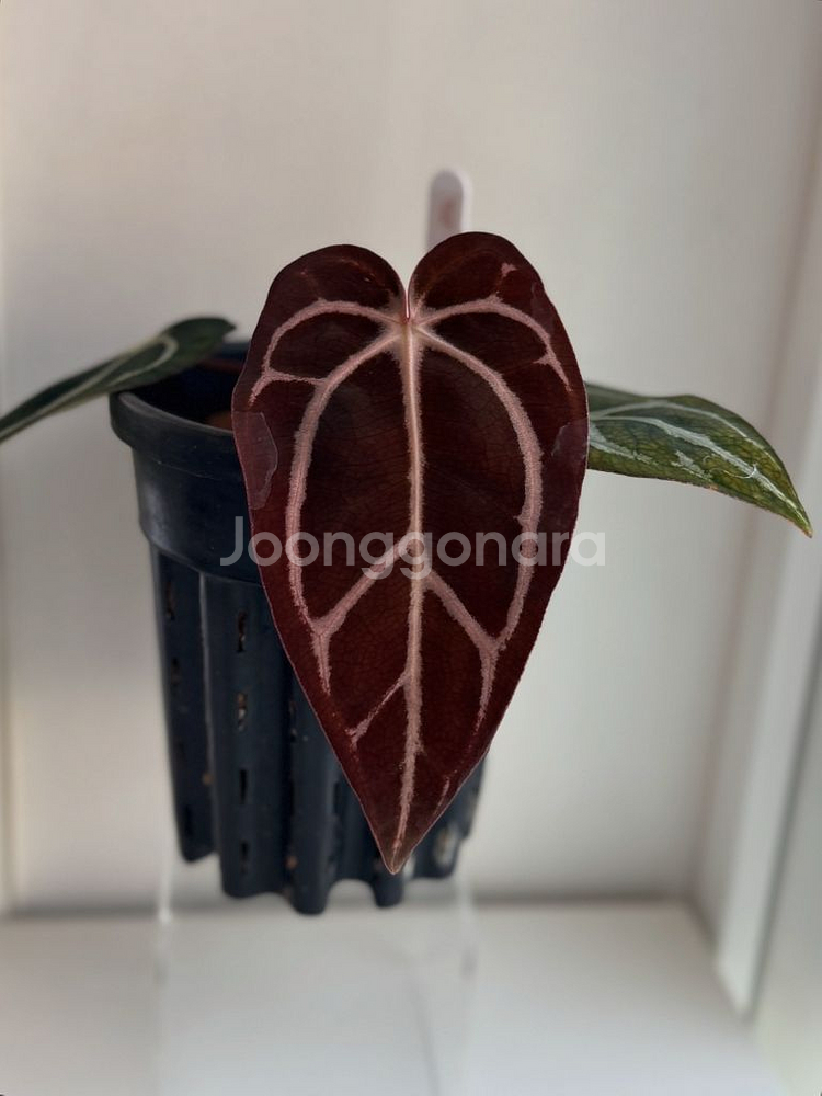 안스리움 칼라블랙키 GPH001s1 x OG5(택포함)--1