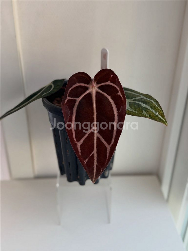 안스리움 칼라블랙키 GPH001s1 x OG5(택포함)--2