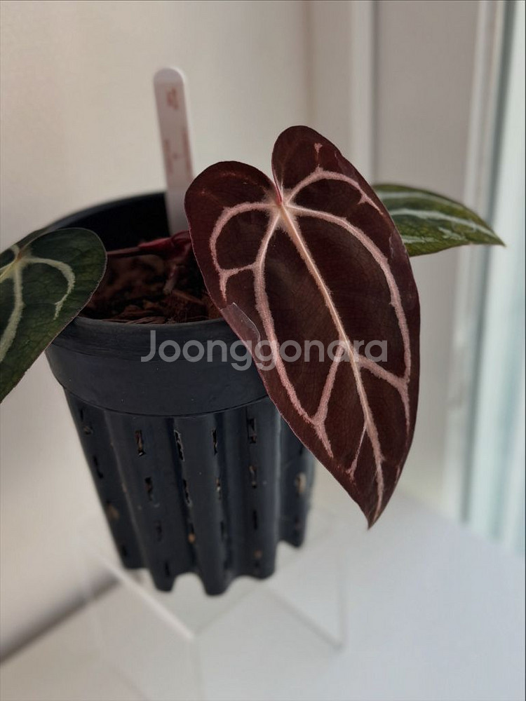 안스리움 칼라블랙키 GPH001s1 x OG5(택포함)--3