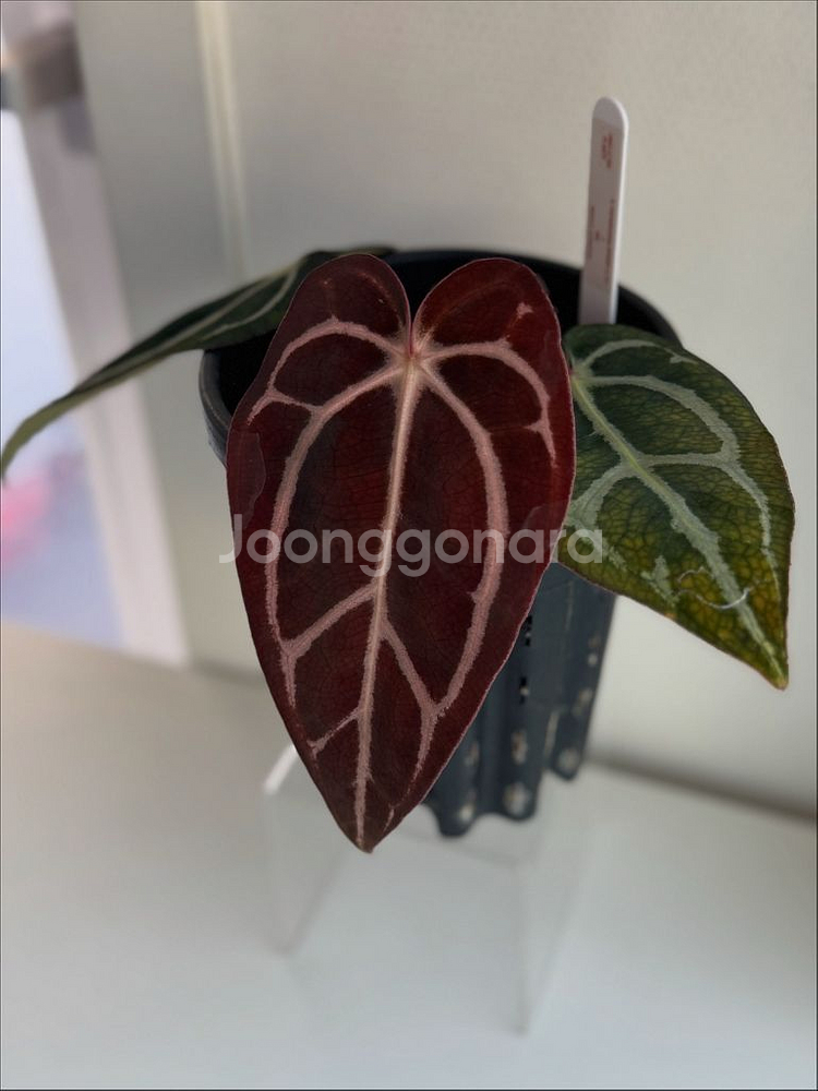 안스리움 칼라블랙키 GPH001s1 x OG5(택포함)--4